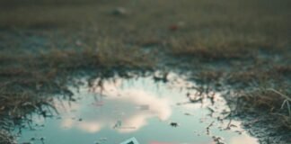 Early Reviews Are in! Here’s What Critics Say About Scorecard and poppy petal in a murky puddle with glitchy reflection.